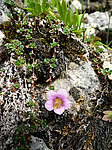 ���������� ��������� (Saxifraga asiatica) ����������� �������