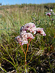�������������� �������� (Goniolimon speciosum) ����� ������������ ���������