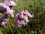 �������������� �������� (Goniolimon speciosum) ����� ������������ ���������