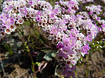 �������������� �������� (Goniolimon speciosum) ����� ������������ ���������