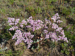 �������������� �������� (Goniolimon speciosum) ����� ������������ ���������