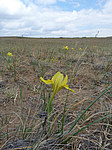 ���� ������ (Iris humilis) ����� ������������ ���������