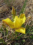 ���� ������ (Iris humilis) ����� ������������ ���������