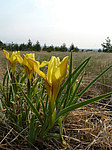 ���� ������ (Iris humilis) ����� ������������ ���������