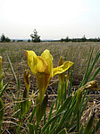 ���� ������ (Iris humilis) ����� ������������ ���������