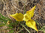 ���� ������ (Iris humilis) ����� ������������ ���������