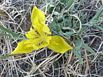 ���� ������ (Iris humilis) ����� ������������ ���������