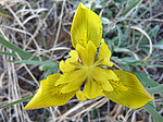 ���� ������ (Iris humilis) ����� ������������ ���������
