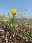 ���� ������ (Iris humilis) ����� ������������ ���������