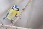 ������������ ��������� (Cyanistes caeruleus). ����� ������������� �������, ������.