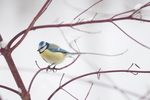 ������������ ��������� (Cyanistes caeruleus). ����� ������������� �������, ������.