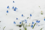 �������� ��������� (Scilla siberica)  ��� ������. ������������ �������, ������.