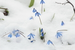 �������� ��������� (Scilla siberica)  ��� ������. ������������ �������, ������.