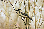 ����� ������ (Corvus cornix) ����� ���������� ������
