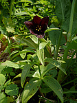 ������ ���������� (Fritillaria camschatcensis) ����������� ���������� ���������, ������ ����� �������, �-� �������