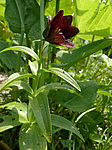 ������ ���������� (Fritillaria camschatcensis) ����������� ���������� ���������, ������ ����� �������, �-� �������