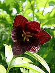 ������ ���������� (Fritillaria camschatcensis) ����������� ���������� ���������, ������ ����� �������, �-� �������