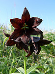 ������ ���������� (Fritillaria camschatcensis) ����������� ���. ���������, �-� �������
