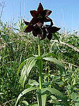 ������ ���������� (Fritillaria camschatcensis) ����������� ���. ���������, �-� �������
