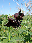 ������ ���������� (Fritillaria camschatcensis) ����������� ���. ���������, �-� �������