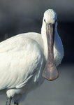 ������� (Platalea leucorodia) ����� ��������