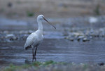 ������� (Platalea leucorodia) ����� ��������