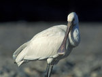 ������� (Platalea leucorodia) ����� ��������
