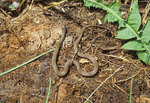 �������� �� (Hebius vibakari) ���� ��������