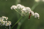 ����� �� ��������� �������� (Tipulidae). ������������ �������, ������.