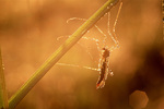 ����� �� ��������� �������� (Tipulidae). ������������ �������, ������.