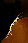 ������� ������� - Caprella linearis, ������� (����� ����, ����������)
