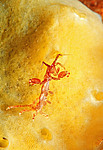 ������� ������� - Caprella linearis, ������� (����� ����, ����������)