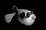 ���� ���, ����, Arothron diadematus (������� ����, ������)