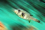 ��������, ����, ���� ���, Arothron stellatus (������� ����, ������)