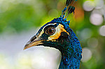 ������ (Pavo cristatus) ��������