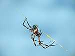 ��������� ���� (Araneae, Aranei) - ����������� �������