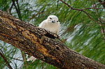 ����� ������ (Gygis alba) ����������� �������