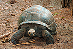 ����������� �������� (Megalochelys gigantea) ����������� �������
