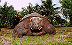 ����������� �������� (Megalochelys gigantea) ����������� �������