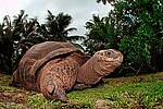 ����������� �������� (Megalochelys gigantea) ����������� �������