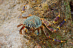 ���� - Brachyura (����������� �������)
