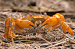���� - Brachyura (����������� �������)