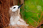 ����� ������ (Gygis alba) ����������� �������