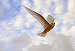 ����� ������ (Gygis alba) ����������� �������