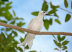 ����� ������ (Gygis alba) ����������� �������