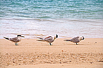 ����� ����������� �������� (Aves), ������ �����