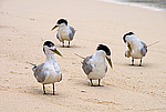 ����� ����������� �������� (Aves), ������ �����