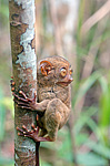 ������������ �������� (Carlito syrichta) ������ �����, ���������