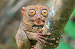 ������������ �������� (Carlito syrichta) ������ �����, ���������