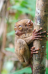 ������������ �������� (Carlito syrichta) ������ �����, ���������